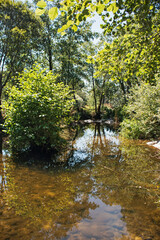 Image of forest and river