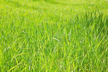 Fresh green wild grass field - Uncultivated field - Rural scene