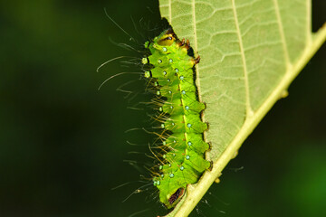 Larvae of the yellow thorn moth, an insect that inhabits wild plants