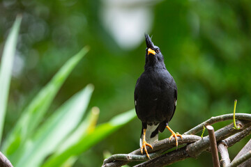 White - vented Myna