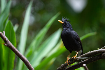 Obraz premium White - vented Myna