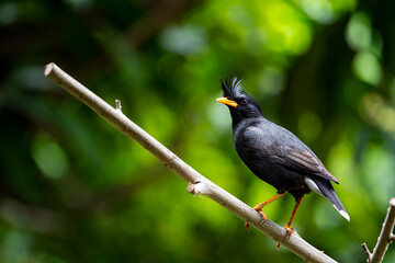 White - vented Myna