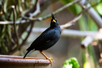 White - vented Myna
