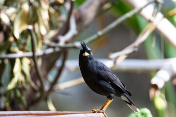 White - vented Myna