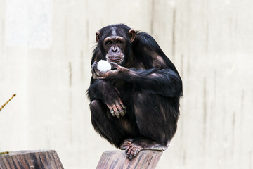 雪玉を持つチンパンジー
