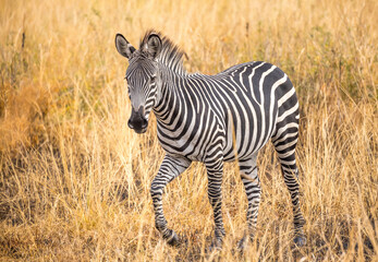 zebra in the savannah of Mikumi