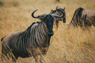 blue wildebeest in the savannah of Mikumi