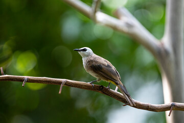 Yellow - vented Bulbul