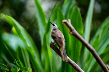 Yellow - vented Bulbul