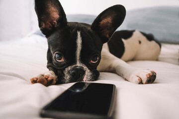 Curious French Bulldog puppy on bed with smartphone