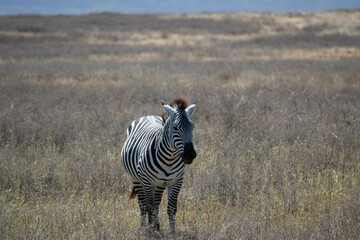 Tanzania