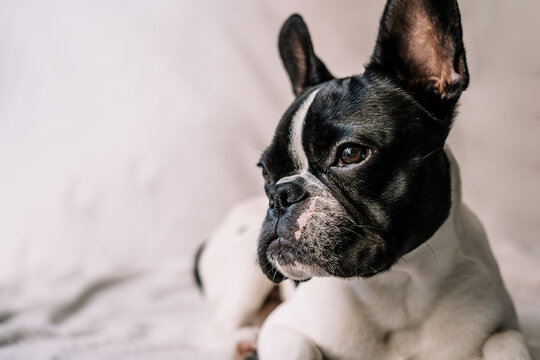 Cute puppy lying on the sofa