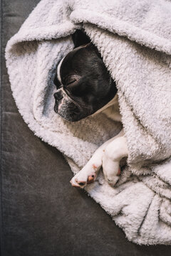 Cute puppy wrapped in blanket lying on floor