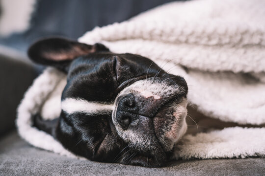 Cute puppy wrapped in blanket lying on floor