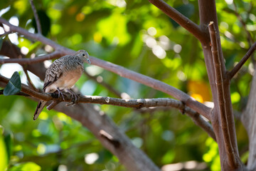 Zebra Dove