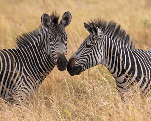 Two zebra in the savannah of Mikumi