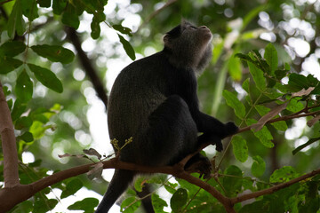 Tanzania
