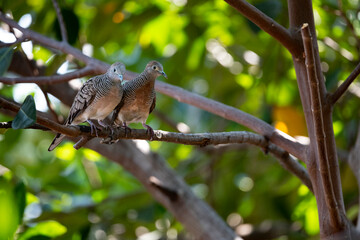Zebra Dove