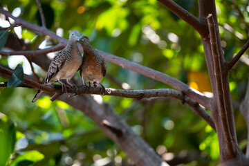 Zebra Dove