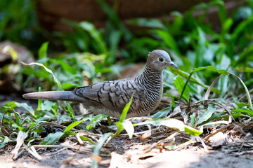 Zebra Dove