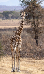 giraffe in the savannah of Mikumi