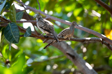 Zebra Dove