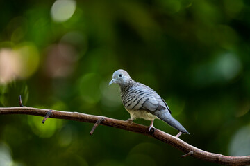 Zebra Dove