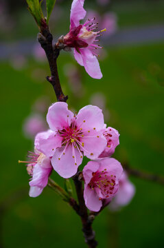 Kwiat wiśni Sakura © Magorzata