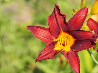 真っ赤で可愛い花のクローズアップ