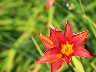 真っ赤で可愛い花のクローズアップ