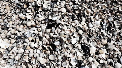 Shells from gastropods of bivalve molluscs living in the Azov and Black seas. Beige, brown, black, white seashells on the shore. The village of Golubitskaya. © Julija
