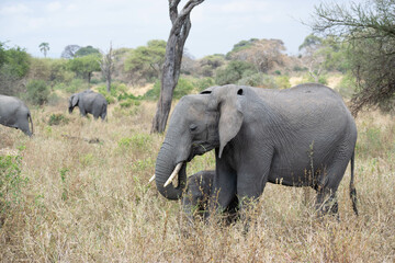 tanzania