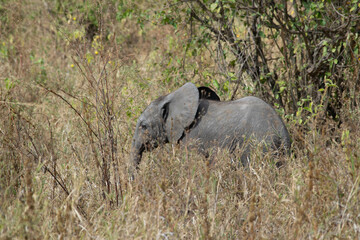 tanzania