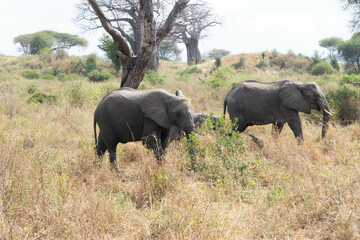 tanzania