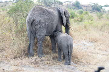 Obraz premium tanzania