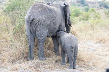 tanzania