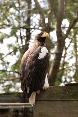 Beautiful Steller's sea eagle in zoo enclosure