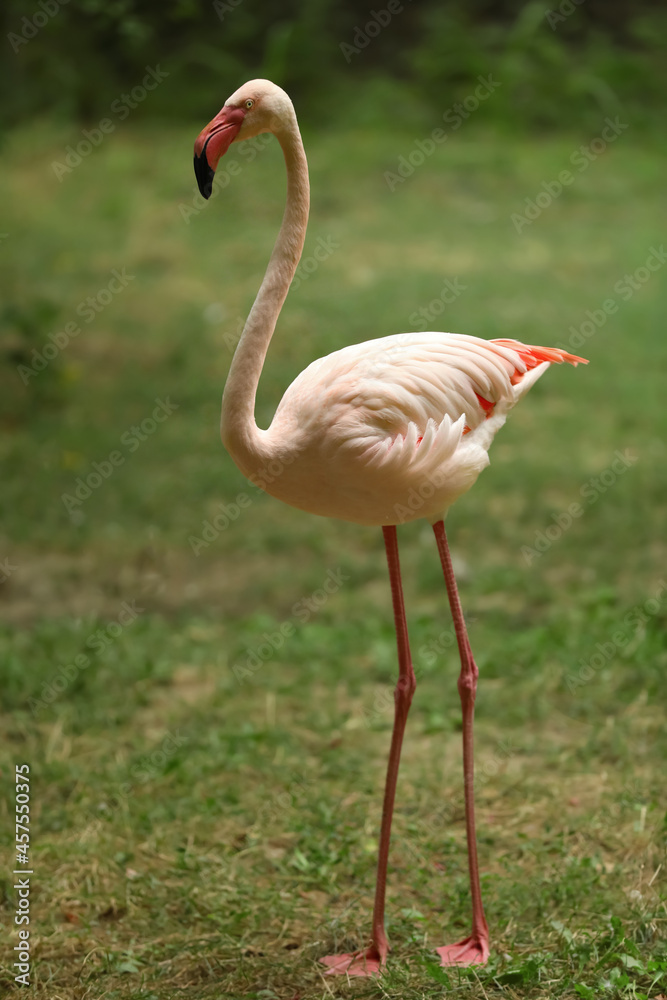 Canvas Prints Beautiful greater flamingo in zoo. Wading bird