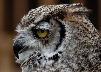 Closeup shot of a great horned owl head