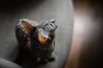 Cornish Rex is a breed of domestic cat. The Cornish Rex has no hair except for down. Most breeds of cat have three different types of hair in their coats: the outer fur or "guard hairs", a middle laye