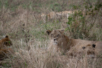Tanzania