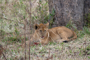 Tanzania