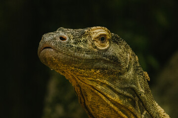 close up of a komodo dragon