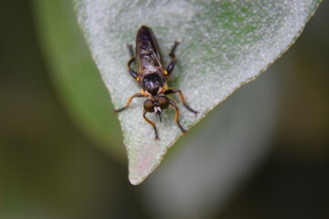 Espèce de mouche/abeille ?