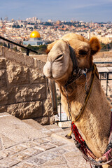 Camel in front of the Dome of Rock in Jerusalem. Israel