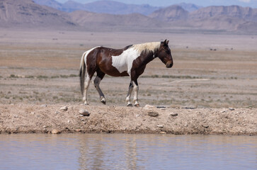 Fototapeta na wymiar Wild Horse at a Desert Waterhole in Utah in Spring