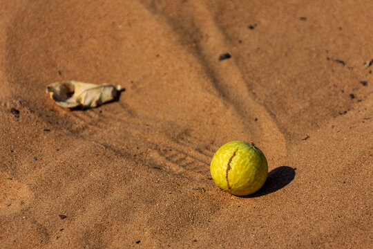 A ripe colocynth (Citrullus colocynthis) fruit in the Dubai desert