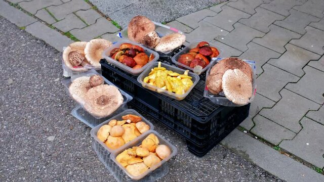Edible Wild Parasol Mushrooms Sold On a Street Market