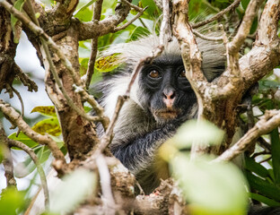 Zanzibar red colobus monkey close up