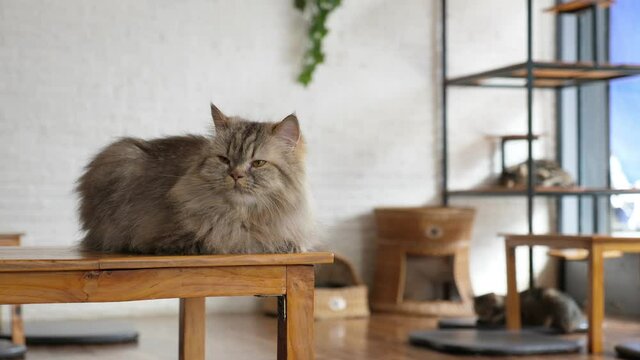 A selective focus, close-up shot with copy space of a brown tabby Persian or Angora cat sitting on the corner of the table, resting, blinking, moving ears and head, and looking  around at Cat Cafe
